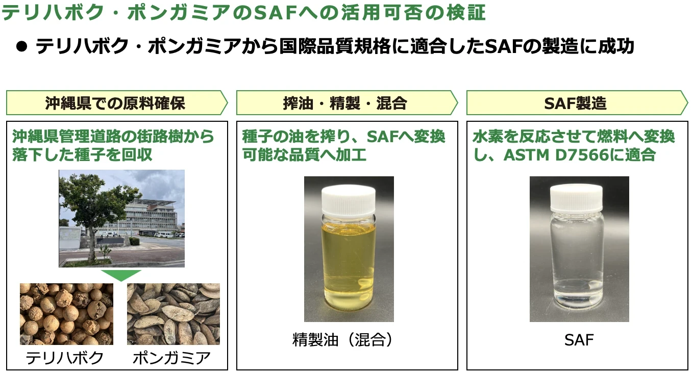 テリハボク・ポンガミアのSAFへの活用可否の検証