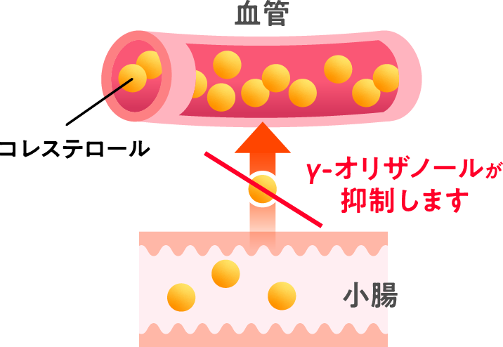 γ-オリザノールは腸管からのコレステロール吸収を抑制すると報告されています。