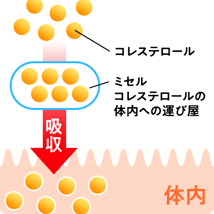 γ-オリザノールは腸管からのコレステロール吸収を抑制すると報告されています。
