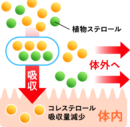 γ-オリザノールは腸管からのコレステロール吸収を抑制すると報告されています。