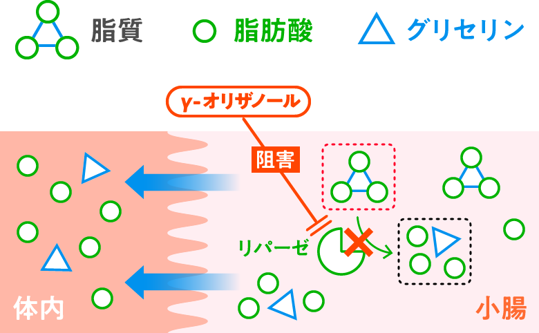 脂質はそのままでは吸収されず、リパーゼのはたらきによって腸へ吸収されますが、γ-オリザノールはリパーゼのはたらきを抑制し、脂質が腸から吸収されるのを抑制します。